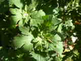 Bild 28495.jpg