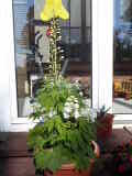 Bild 28467.jpg