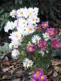 Bild 29003.jpg