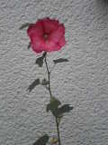Bild 29004.jpg