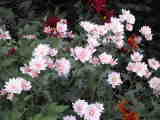 Bild 29008.jpg