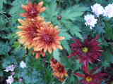 Bild 29009.jpg
