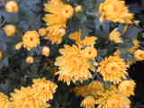 Bild 29011.jpg