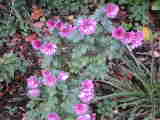 Bild 29012.jpg