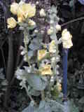 Bild 29013.jpg