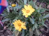 Bild 29014.jpg