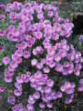 Bild 29016.jpg