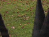 Bild 3385.jpg