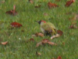 Bild 3393.jpg