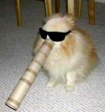 010.jpg nasenbär.jpg