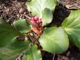 Bild 29943.jpg