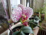 Bild 29938.jpg