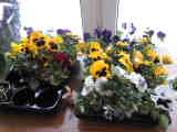 Bild 30060.jpg