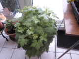 Bild 30061.jpg
