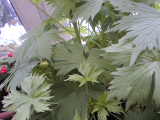 Bild 30063.jpg