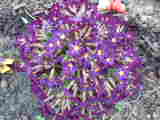 Bild 30229.jpg