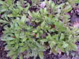 Bild 30234.jpg