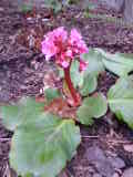 Bild 30231.jpg