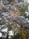 Bild 30382.jpg