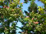 Bild 30957.jpg
