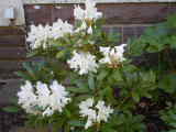 Bild 30960.jpg
