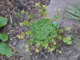 Bild 30962.jpg