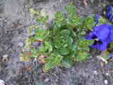Bild 30963.jpg