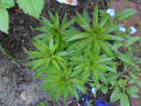 Bild 30964.jpg