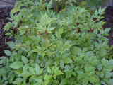 Bild 30965.jpg