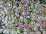 Bild 30966.jpg