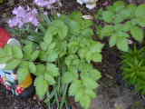 Bild 30967.jpg