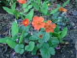 Bild 30969.jpg