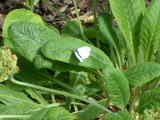 Bild 30971.jpg