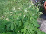 Bild 30973.jpg