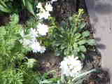 Bild 30974.jpg