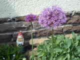 Bild 30975.jpg