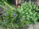 Bild 30976.jpg
