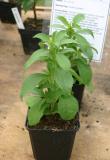 Stevia.jpg