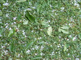 P1000047.jpg
