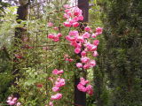 Bild 5582.jpg
