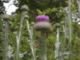 Bild 5583.jpg