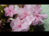 Bild 28041.jpg