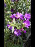 Bild 28046.jpg