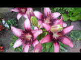 Bild 28056.jpg