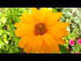 Bild 28065.jpg