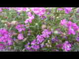 Bild 28066.jpg