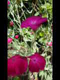 Bild 28064.jpg