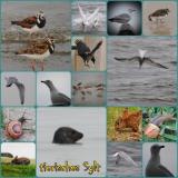 Tiere SYlt.jpg