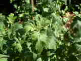 Bild 28494.jpg